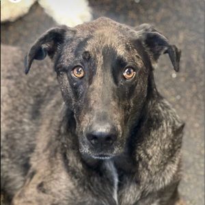 Meet your Posher, Joli